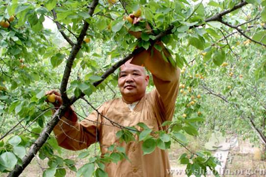 http://www.shaolin.org.cn/upload/fckeditor/少林寺僧众正在农场采摘杏子2-水.jpg