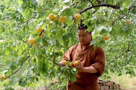 http://www.shaolin.org.cn/upload/fckeditor/少林寺僧众正在农场采摘杏子3-水.jpg